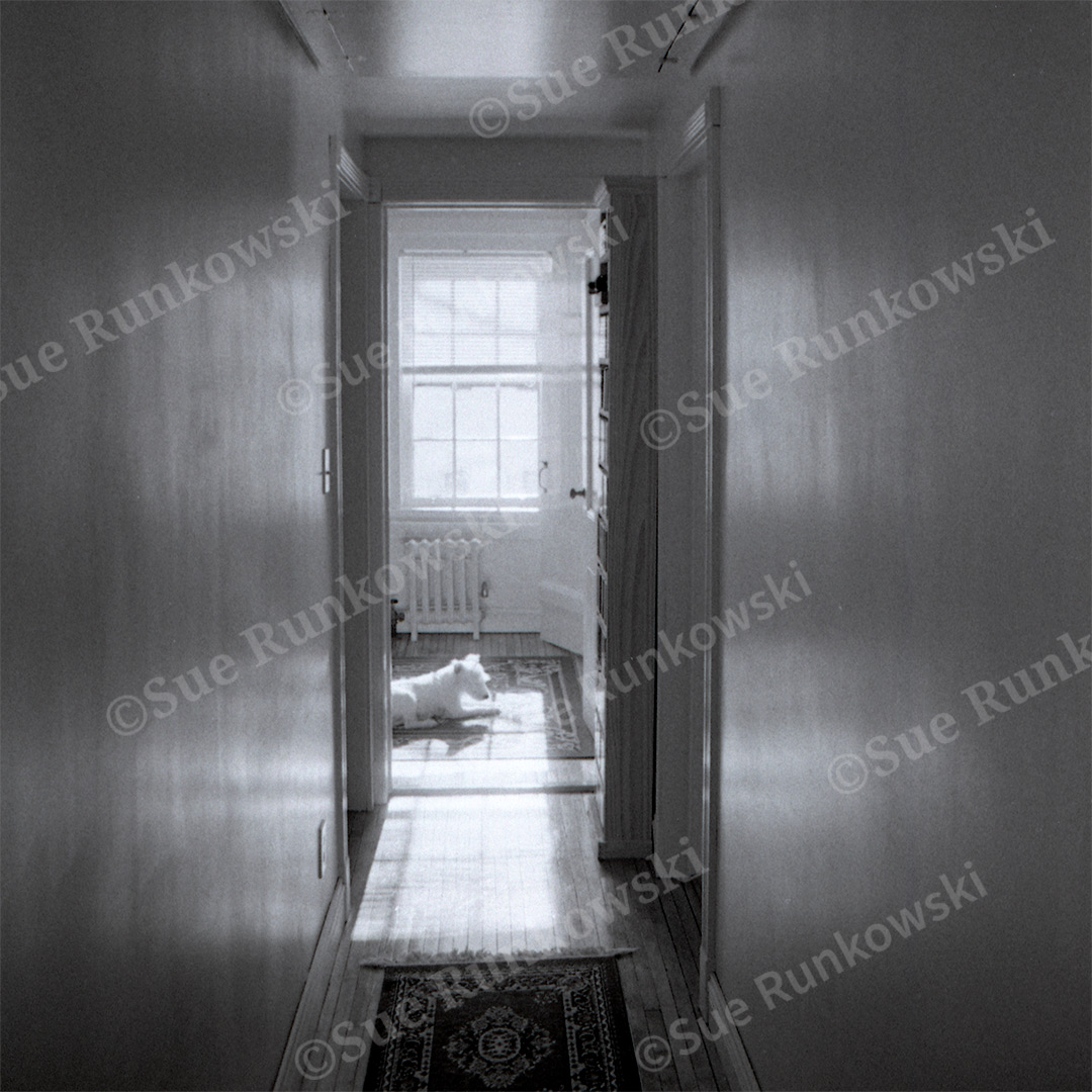 image of a hallway, looking into a room with a window and white dog