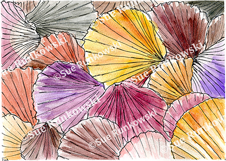 image of sea shells