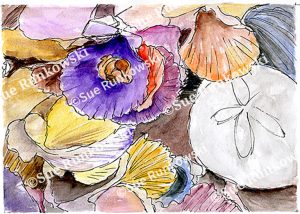 image of sea shells