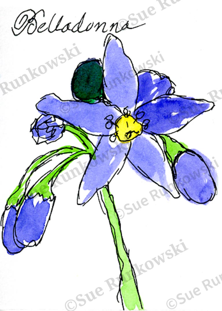 pen & ink drawing image of Belladonna