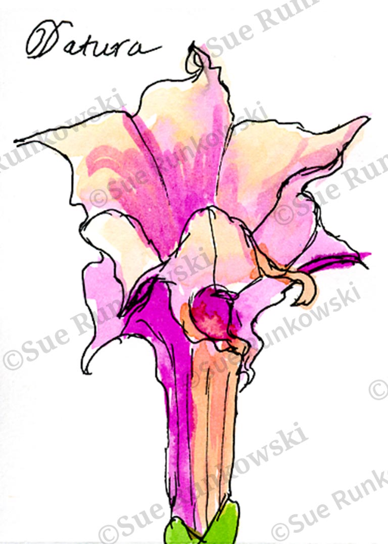 pen & ink drawing image of Datura