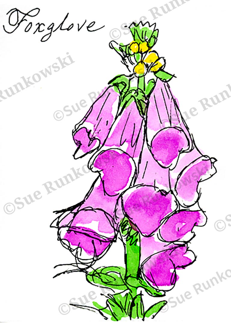 pen & ink drawing image of Foxglove